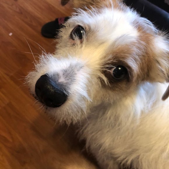 Meet your Posher, Tracy - Picture 4 of 16